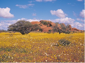 Mullewa