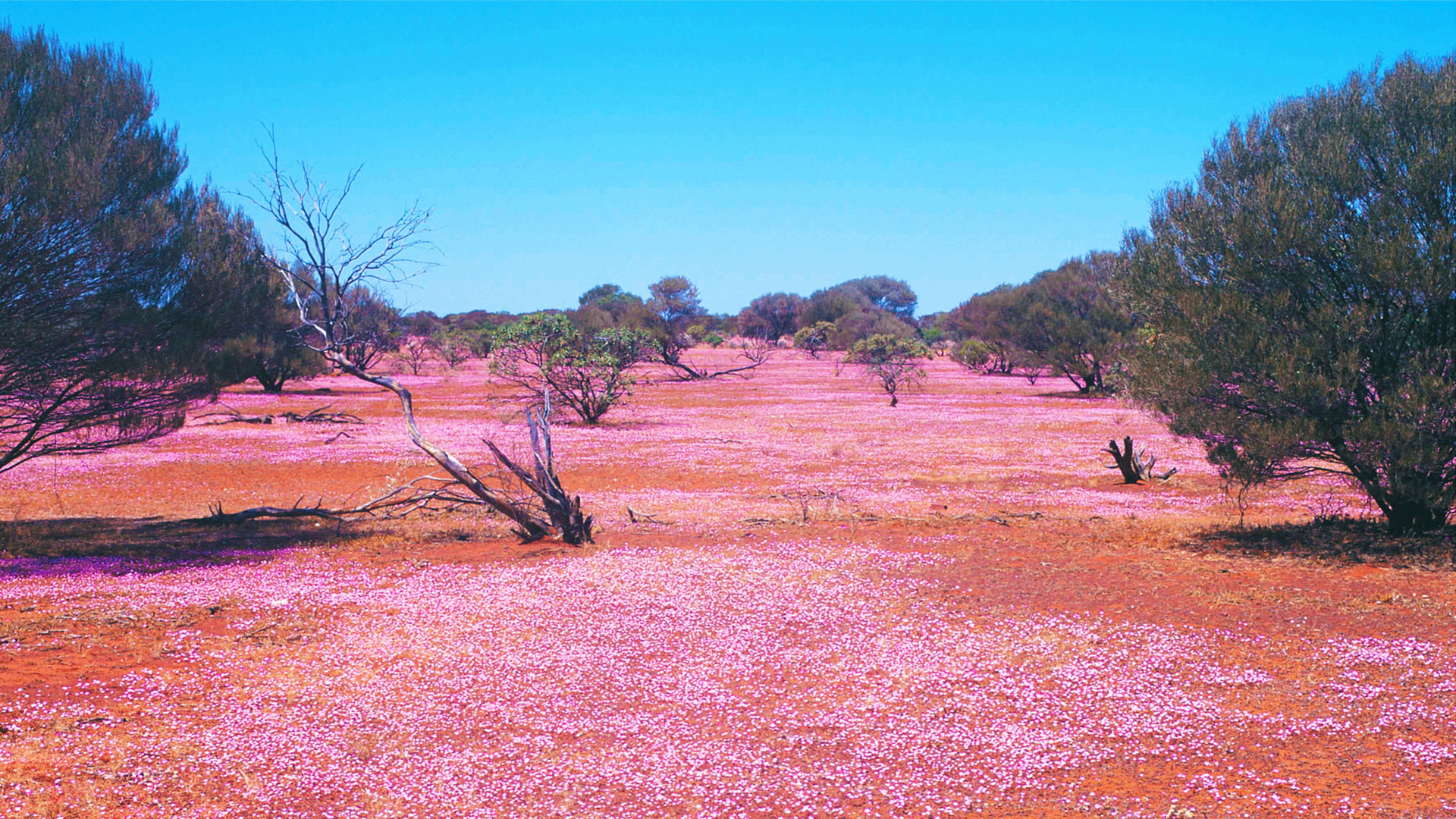 field of pink wildflowers in the golden outback