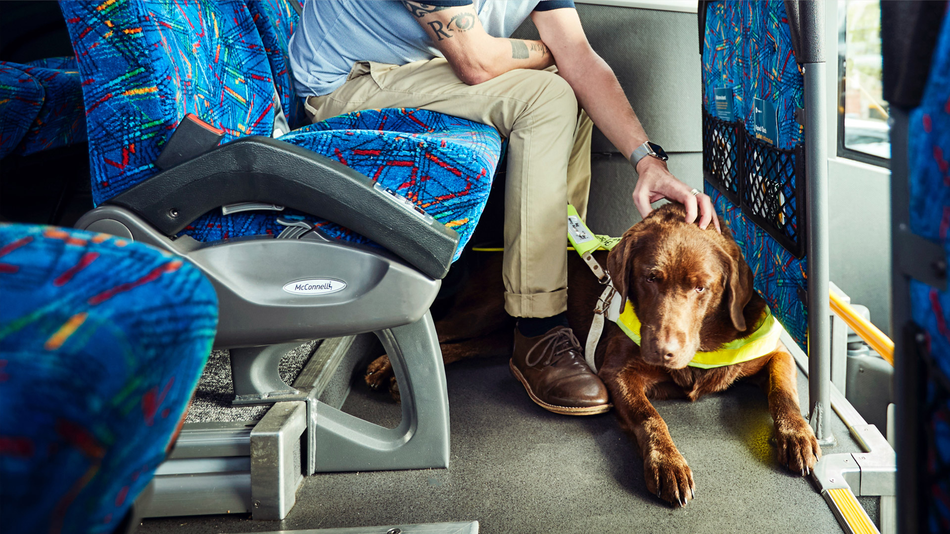 Guide dog on coach